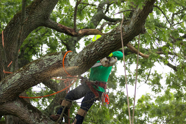 How Our Tree Care Process Works  in  Blue Ash, OH